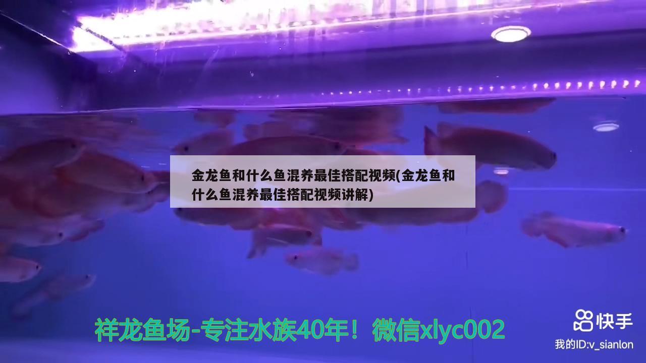 金龙鱼和什么鱼混养最佳搭配视频(金龙鱼和什么鱼混养最佳搭配视频讲解) 观赏鱼