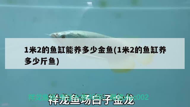 1米2的鱼缸能养多少金鱼(1米2的鱼缸养多少斤鱼) iwish爱唯希品牌鱼缸