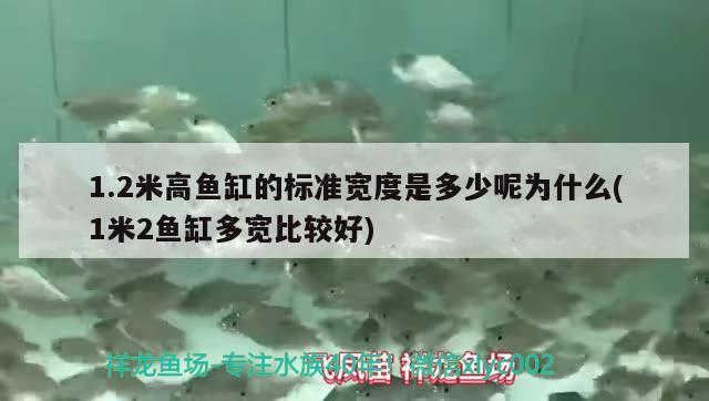 1.2米高鱼缸的标准宽度是多少呢为什么(1米2鱼缸多宽比较好) 金龙鱼粮