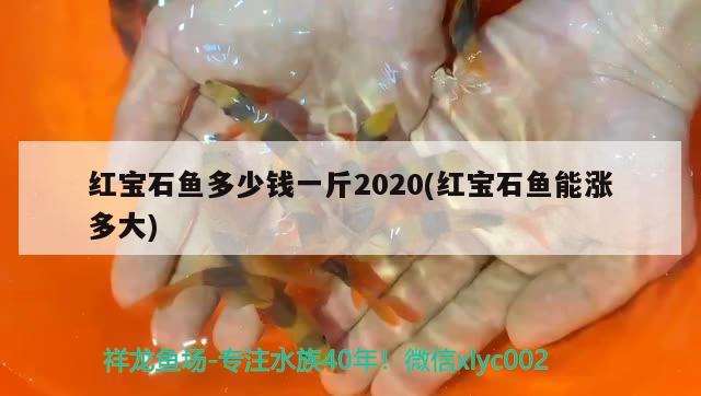 红宝石鱼多少钱一斤2020(红宝石鱼能涨多大) 观赏鱼