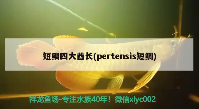 短鲷四大酋长(pertensis短鲷)