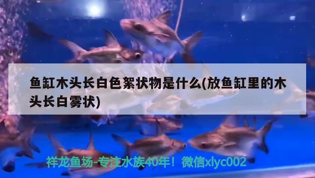 鱼缸木头长白色絮状物是什么(放鱼缸里的木头长白雾状) 二氧化碳设备