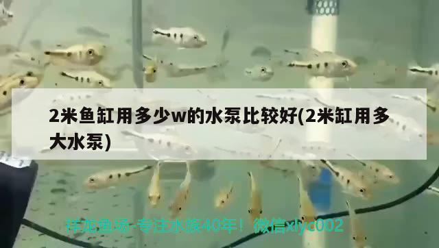 2米鱼缸用多少w的水泵比较好(2米缸用多大水泵)