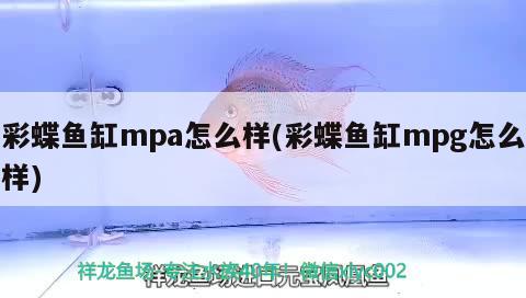 彩蝶鱼缸mpa怎么样(彩蝶鱼缸mpg怎么样)