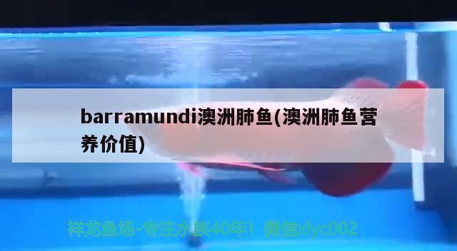 barramundi澳洲肺鱼(澳洲肺鱼营养价值)