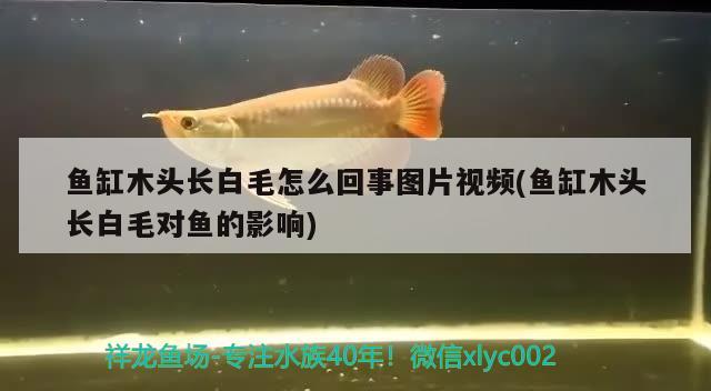 鱼缸木头长白毛怎么回事图片视频(鱼缸木头长白毛对鱼的影响)