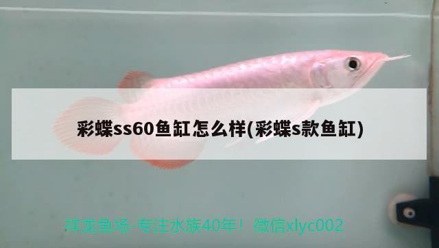 彩蝶ss60鱼缸怎么样(彩蝶s款鱼缸)