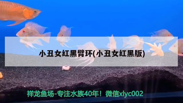 小丑女红黑臂环(小丑女红黑版) 观赏鱼