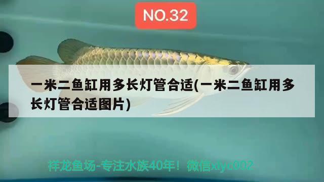 一米二鱼缸用多长灯管合适(一米二鱼缸用多长灯管合适图片) B级过背金龙鱼