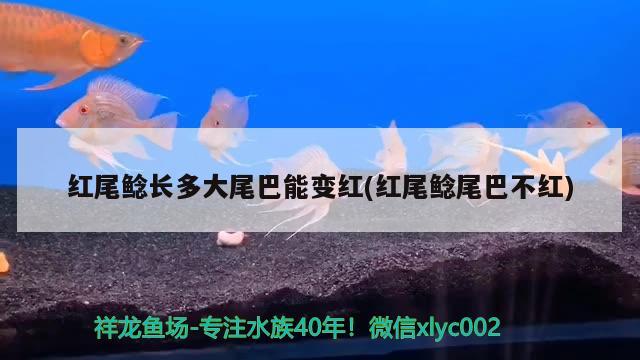 红尾鲶长多大尾巴能变红(红尾鲶尾巴不红)