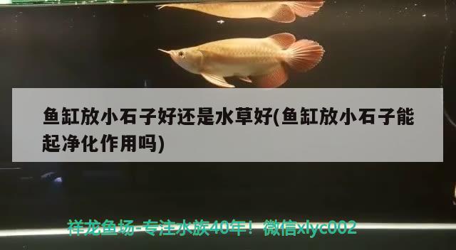 鱼缸放小石子好还是水草好(鱼缸放小石子能起净化作用吗)