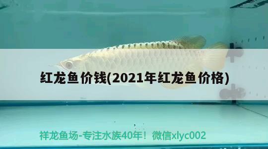 红龙鱼价钱(2021年红龙鱼价格) 观赏鱼