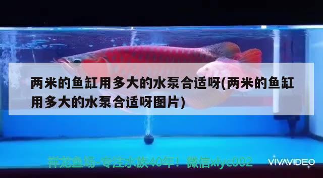 两米的鱼缸用多大的水泵合适呀(两米的鱼缸用多大的水泵合适呀图片)