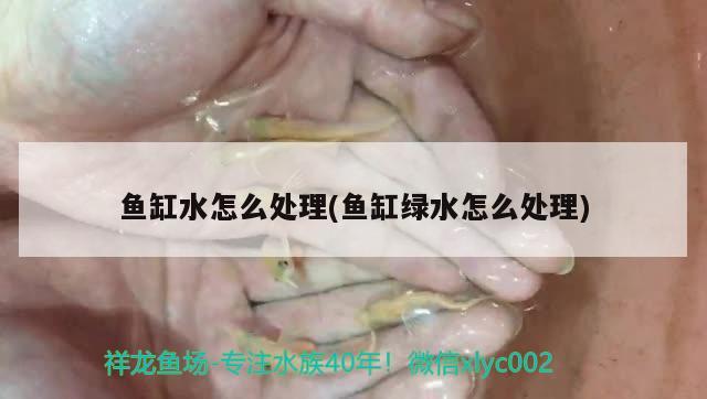 鱼缸水怎么处理(鱼缸绿水怎么处理) 虎鱼百科