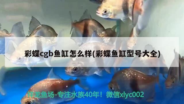 彩蝶cgb鱼缸怎么样(彩蝶鱼缸型号大全) 彩鲽鱼缸（彩蝶鱼缸）