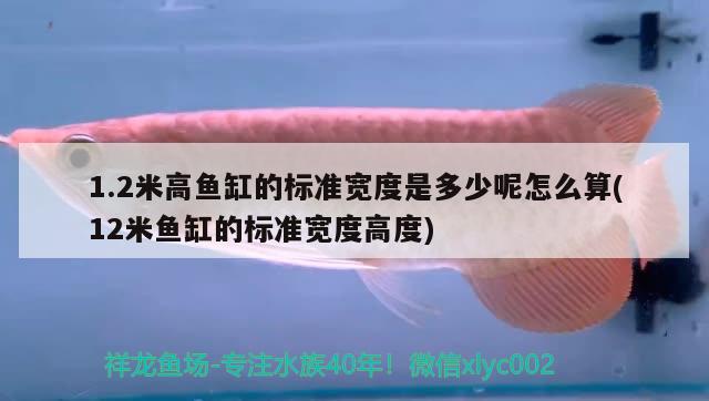 1.2米高鱼缸的标准宽度是多少呢怎么算(12米鱼缸的标准宽度高度) 祥龙金禾金龙鱼