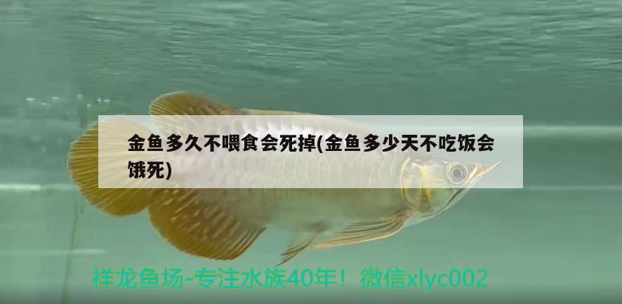 金鱼多久不喂食会死掉(金鱼多少天不吃饭会饿死) 观赏鱼