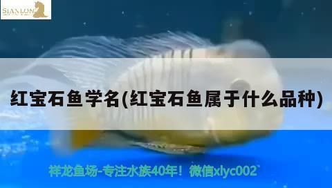 红宝石鱼学名(红宝石鱼属于什么品种)