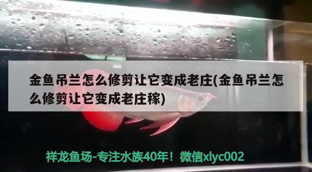 金鱼吊兰怎么修剪让它变成老庄(金鱼吊兰怎么修剪让它变成老庄稼) 观赏鱼