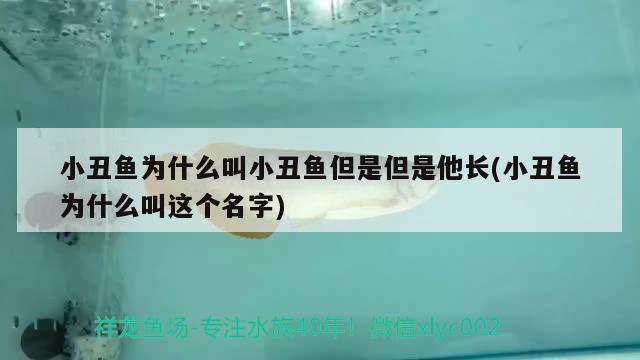 小丑鱼为什么叫小丑鱼但是但是他长(小丑鱼为什么叫这个名字) 海水鱼