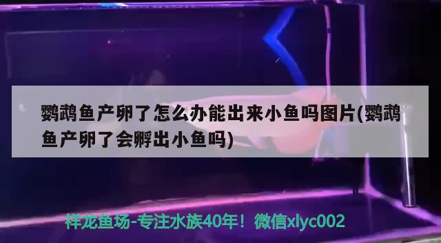 鹦鹉鱼产卵了怎么办能出来小鱼吗图片(鹦鹉鱼产卵了会孵出小鱼吗)