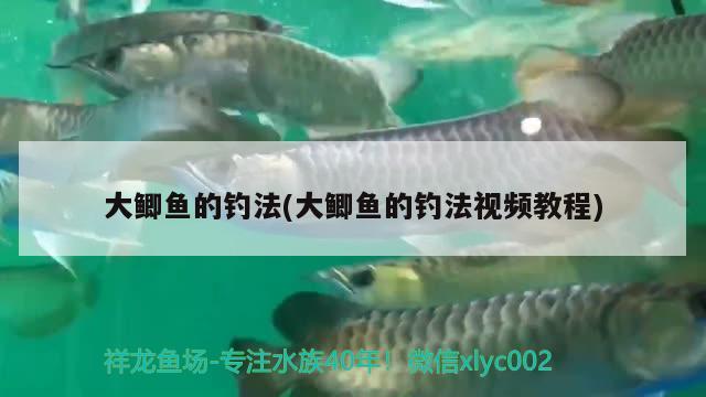 大鲫鱼的钓法(大鲫鱼的钓法视频教程) 垂钓乐园