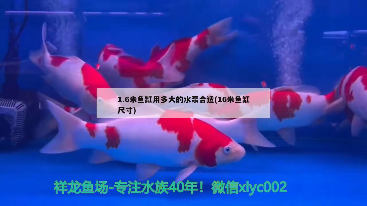 1.6米鱼缸用多大的水泵合适(16米鱼缸尺寸)