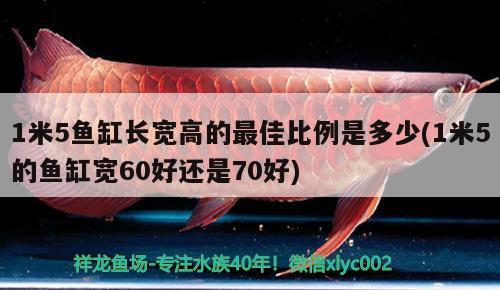 1米5鱼缸长宽高的最佳比例是多少(1米5的鱼缸宽60好还是70好)