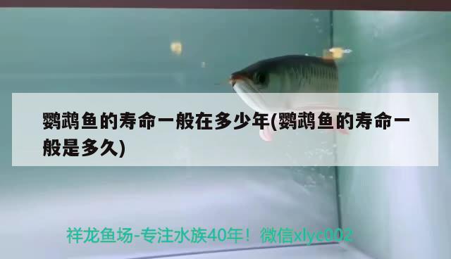 鹦鹉鱼的寿命一般在多少年(鹦鹉鱼的寿命一般是多久) 鹦鹉鱼
