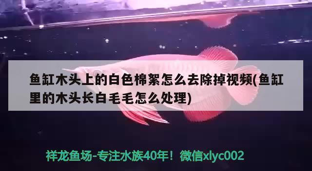 鱼缸木头上的白色棉絮怎么去除掉视频(鱼缸里的木头长白毛毛怎么处理)