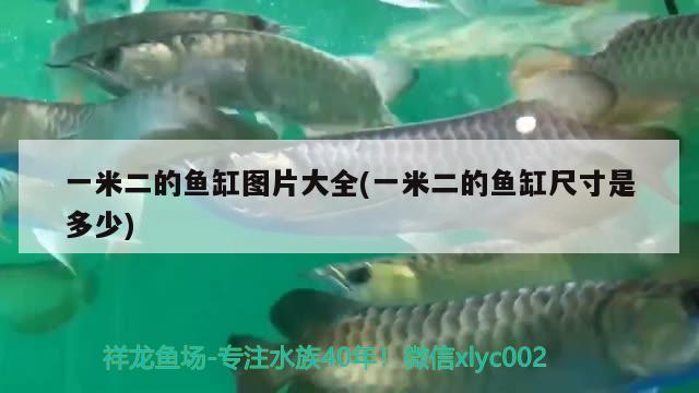 一米二的鱼缸图片大全(一米二的鱼缸尺寸是多少)