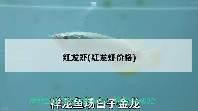 红龙虾(红龙虾价格) 观赏鱼