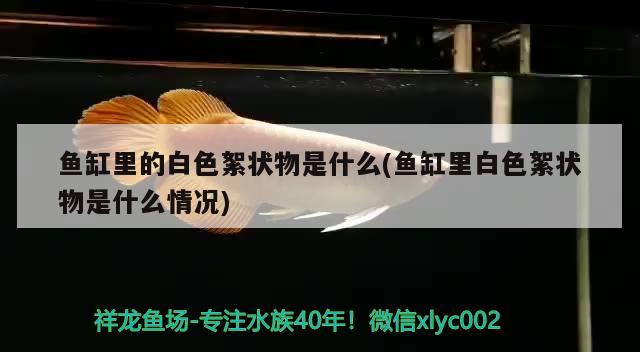 鱼缸里的白色絮状物是什么(鱼缸里白色絮状物是什么情况) 黄金猫鱼