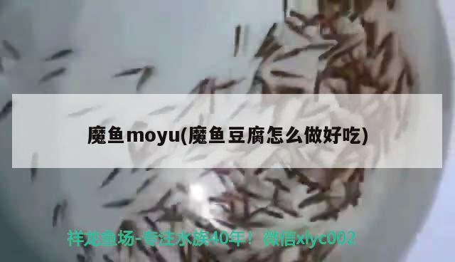 魔鱼moyu(魔鱼豆腐怎么做好吃) 观赏鱼 第2张