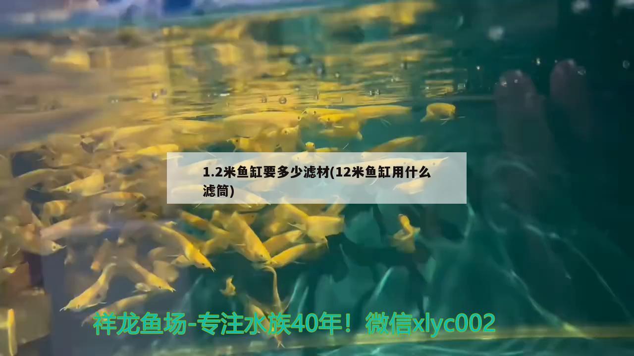 1.2米鱼缸要多少滤材(12米鱼缸用什么滤筒)