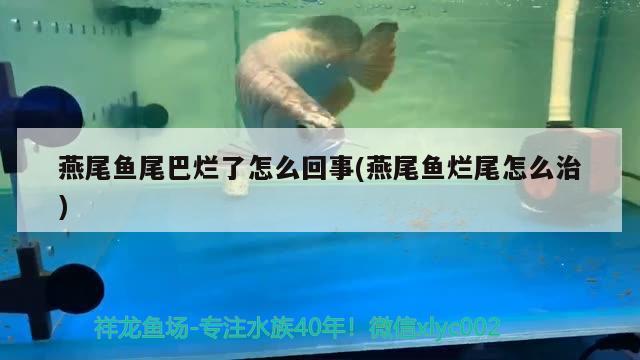 燕尾鱼尾巴烂了怎么回事(燕尾鱼烂尾怎么治) 观赏鱼