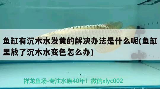 鱼缸有沉木水发黄的解决办法是什么呢(鱼缸里放了沉木水变色怎么办) 水族世界