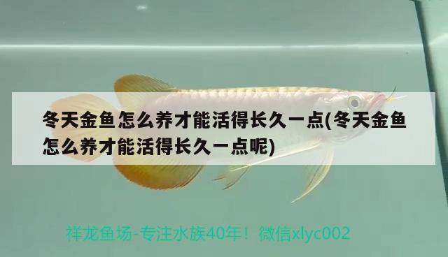 冬天金鱼怎么养才能活得长久一点(冬天金鱼怎么养才能活得长久一点呢)