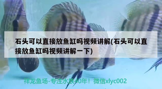 石头可以直接放鱼缸吗视频讲解(石头可以直接放鱼缸吗视频讲解一下)