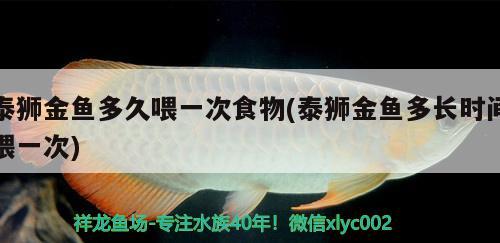 泰狮金鱼多久喂一次食物(泰狮金鱼多长时间喂一次) 观赏鱼