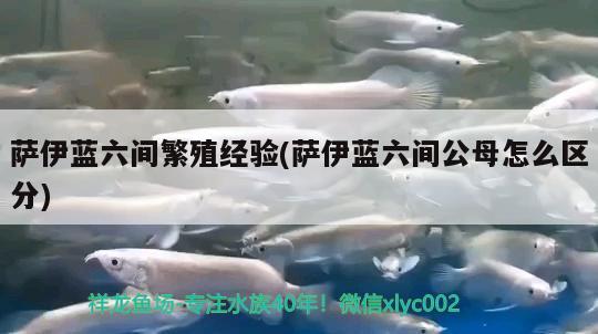 萨伊蓝六间繁殖经验(萨伊蓝六间公母怎么区分)