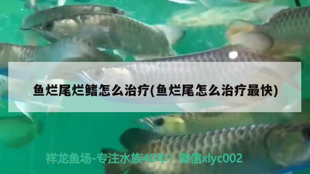 鱼烂尾烂鳍怎么治疗(鱼烂尾怎么治疗最快) 观赏鱼