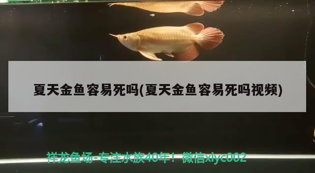 夏天金鱼容易死吗(夏天金鱼容易死吗视频) 观赏鱼
