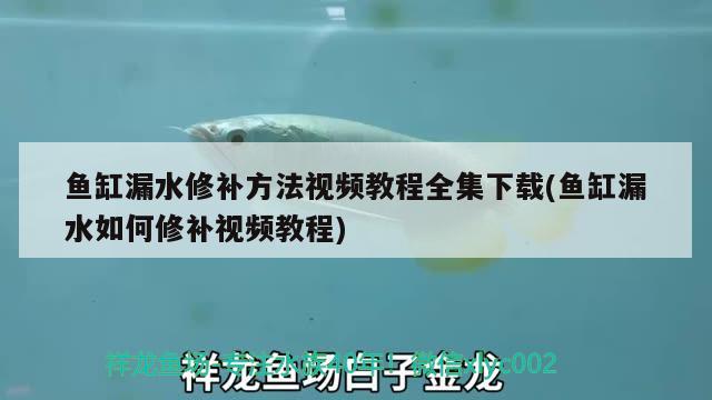 鱼缸漏水修补方法视频教程全集下载(鱼缸漏水如何修补视频教程) 祥龙鱼场品牌产品