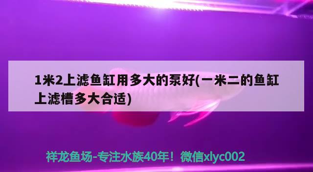 1米2上滤鱼缸用多大的泵好(一米二的鱼缸上滤槽多大合适) 黄鳍鲳鱼