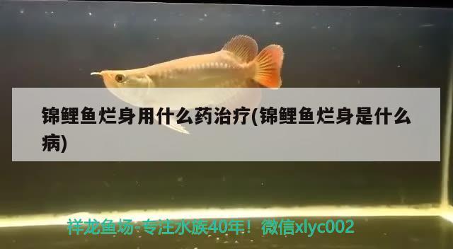 锦鲤鱼烂身用什么药治疗(锦鲤鱼烂身是什么病) 观赏鱼 第4张