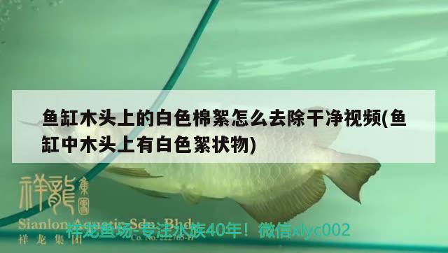 鱼缸木头上的白色棉絮怎么去除干净视频(鱼缸中木头上有白色絮状物)