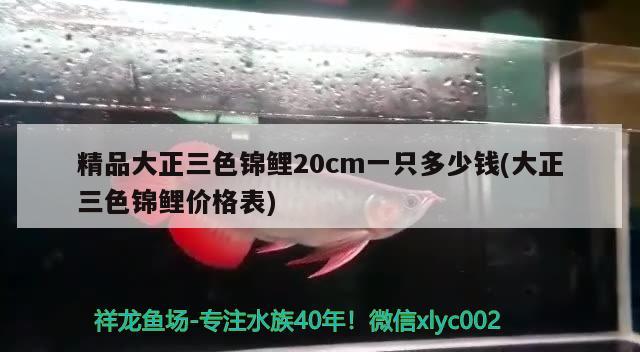 精品大正三色锦鲤20cm一只多少钱(大正三色锦鲤价格表) 三色锦鲤鱼