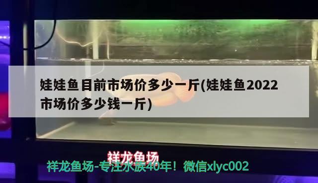 娃娃鱼目前市场价多少一斤(娃娃鱼2022市场价多少钱一斤)