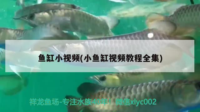 鱼缸小视频(小鱼缸视频教程全集)